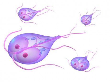 Giardia kresba