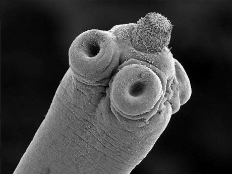 pásomnica hlavička