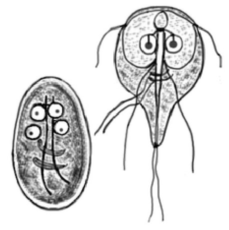 Giardia_lamblia