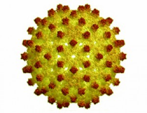 hepatitida-b.jpg